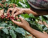 Kaffee-Adventskalender (Ganze Bohne) 2017 mit 23 Biologischen , Raritäten- und Fair gehandelten Kaffees aus Aller Welt und Überraschungs-Kaffeezubehör - 7