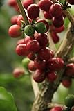 Bio Espresso / Cafe entkoffeiniert 100 % Arabica 3 x 1000 g Kaffeebohnen Gastropackung - 6