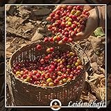Bio Espresso / Cafe entkoffeiniert 100 % Arabica 3 x 1000 g Kaffeebohnen Gastropackung - 8
