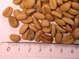 Coffea arabica nana – Zwergkaffeestrauch – 20 Samen - 4