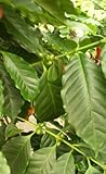 Coffea arabica nana – Zwergkaffeestrauch – 20 Samen - 6