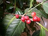 Coffea arabica nana – Zwergkaffeestrauch – 20 Samen - 2