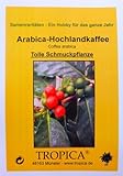 TROPICA – Arabica-Hochlandkaffee ( Coffea arabica ) – 10 Samen - 2