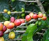 Seltene Kaffeebohnen Samen Green Food Bio-Fruchtsamen Gemüse Refreshing Bonsai Pflanze Kaffee Blumenkübel Pflanzenkübel 20 Stück - 3