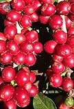 Coffea arabica nana - Zwergkaffeestrauch - 10 Samen