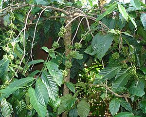 Coffea Canephora (Robusta)